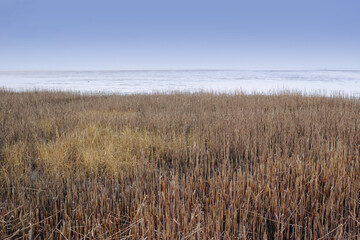 Fototapeta premium Farm, ocean and wheat with field for agriculture, growth or sustainable leaves in nature. Landscape, grain and crops outdoor by sea for agro, blue sky or eco friendly harvest with mockup space