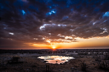 Obraz premium A lone bird stands in a puddle reflecting the dramatic sunset over the African savanna. The sky is filled with dark, moody clouds illuminated by the setting sun.