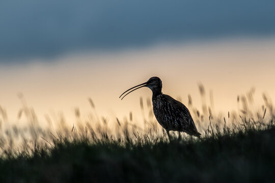 Silhouette. A curlew stands silhouetted against a dusky sky, its long beak poised as it forages in the tall grass at dawn.