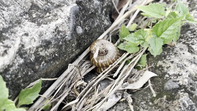close up of a millipede curled up in a defensive spiral on the ground