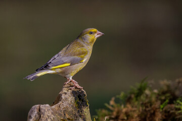 Fototapeta premium Grünfink (Carduelis chloris)