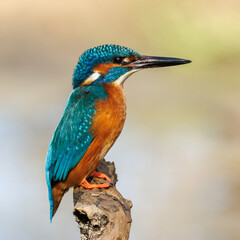 Eisvogel (Alcedo atthis) M&auml;nnchen