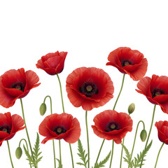 Obraz premium red poppy flowers isolated on white background 