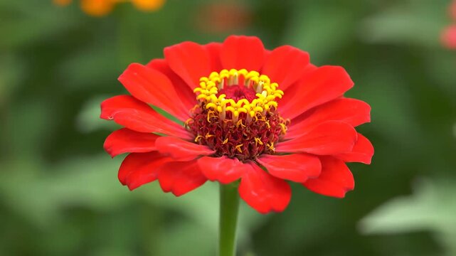 Closeup of a vibrant red zinnia flower in full bloom.