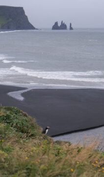 Macareux pr&ecirc;t &agrave; l'envol devant la plage de Reynisfjara et son sable noir dans le sud de l'Islande