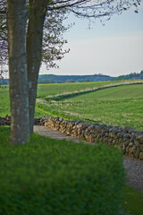 Obraz premium Empty, field and path in nature, countryside and scenery of trees in environment, growth and outdoor. Farm, road and sustainability for agriculture, fresh air and view of landscape or peace in Poland