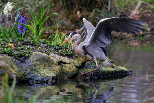 Graureiher (Ardea cinerea)