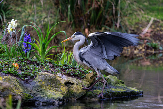 Graureiher (Ardea cinerea)