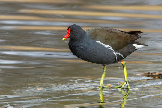 Teichhuhn (Gallinula chloropus)