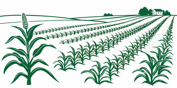 A green cornfield with rows of plants growing Vector