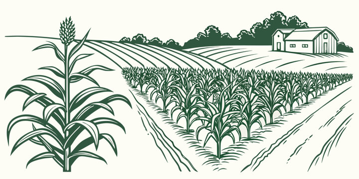 A green illustration of a cornfield with a farmhouse Vector