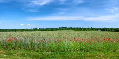 Fototapeta premium Farm, poppies and wheat in field for agro, sustainable growth and blue sky in nature. Land, grain and crops outdoor for agriculture, food production or eco friendly flowers with grass in spring