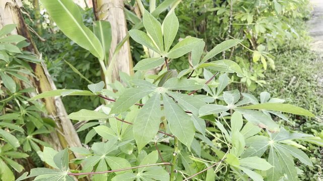 Close up of fresh green cassava leaves in a tropical plantation