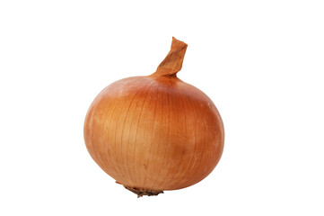 Natural Onion Bulb Isolated on White Background.