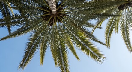 Low angle photos of palm tree fronds against a clear blue sky