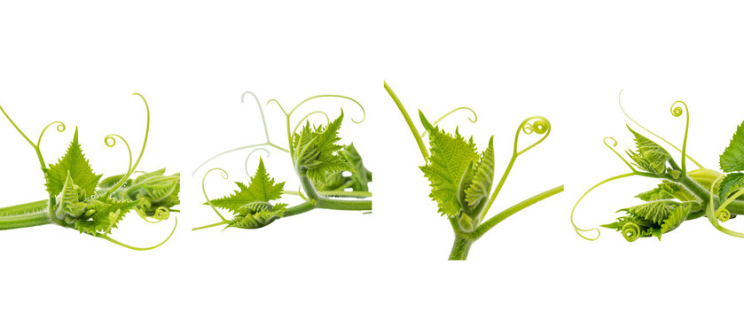 Closeup of delicate green plant tendrils and leaves on a white background.