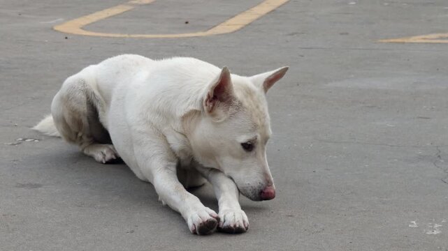 White stray dog resting on concrete street in Thailand. Calm street animal lying on pavement, looking around and placing head on paws. Typical soi dog behavior in Southeast Asian urban environment.