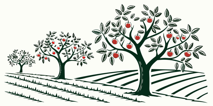 An apple orchard with trees and red apples Vector