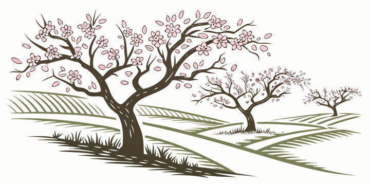 A tree with pink blossoms in an orchard Vector