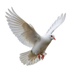 Fototapeta premium A White Dove in Flight with Wings Spread Wide Against a Plain Background isolated on transparent background