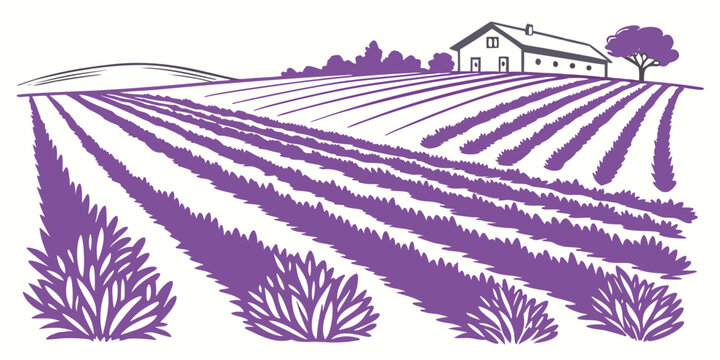 A purple illustration of a vineyard with rows of grapevines Vector