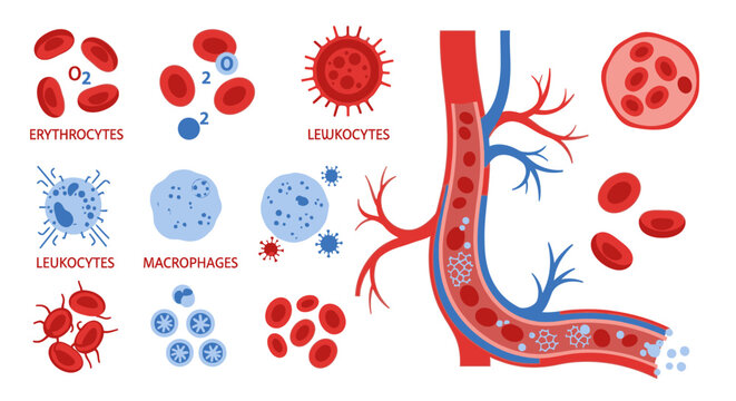 Illustration of red blood cells, white blood cells, and macrophages within a blood vessel, showcasing the components of blood circulation