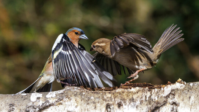 Buchfink (Fringilla coelebs) streitet mit Haussperling
