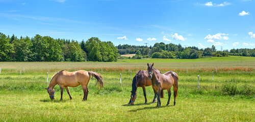 Obraz premium Agriculture, graze or horses in countryside with calm, equine or habitat in livestock management. Conservation, peaceful or animals outdoor with eating, nature preservation or farm ecology on field.