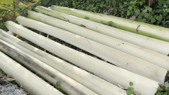 Fresh banana tree bark stalks laid on the ground for fiber processing
