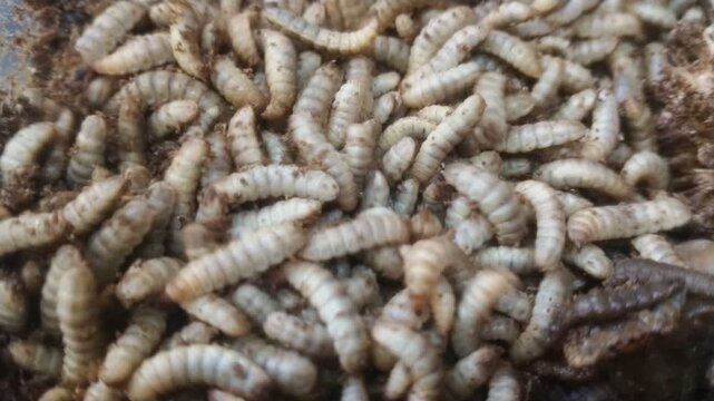 Close up of a large group of crawling maggots or fly larvae.