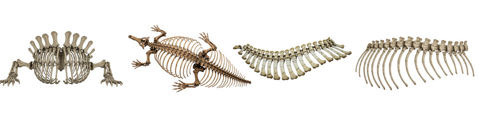 Obraz premium Collection of Animal Skeletons and Vertebral Columns.