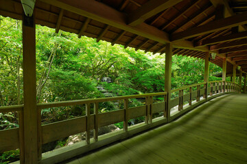 Fototapeta premium Lush fresh green Japanese garden in spring with traditional architecture