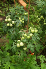 Fototapeta premium Green cherry tomatoes developing on a tomato vine in a garden bed. Small fruits growing in clusters surrounded by textured leaves. Natural vegetable cultivation during the growing season.