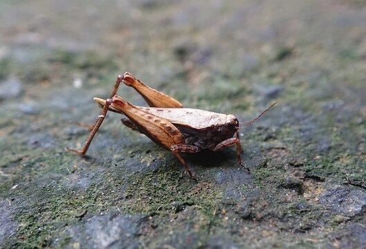 pygmy grasshopper or ground-hopper