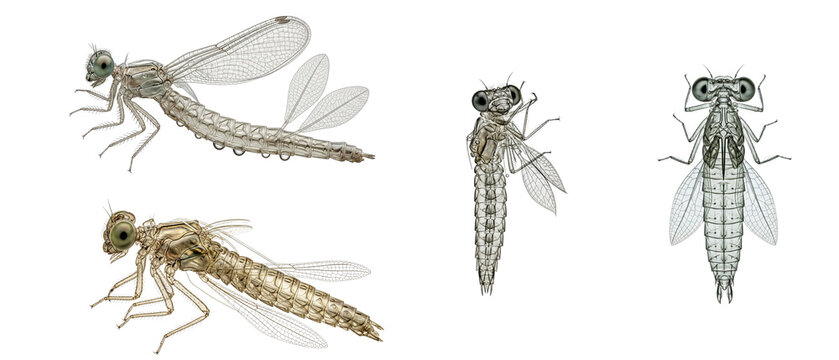Collection of Dragonfly and Damselfly Larvae and Nymphs.