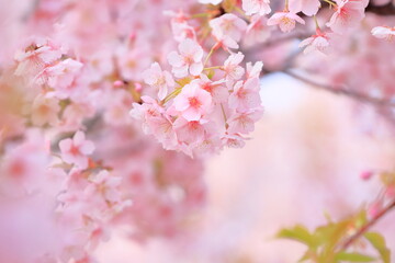 Fototapeta premium 春に満開の河津桜