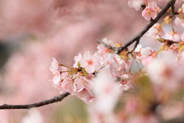 Fototapeta premium 春に満開の河津桜