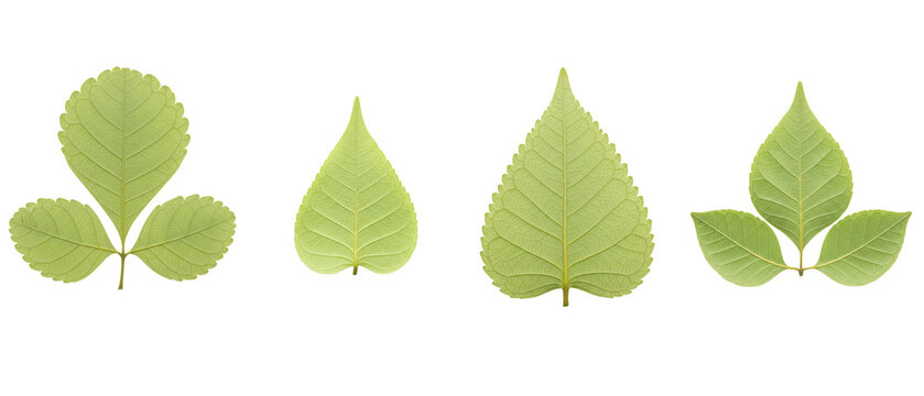 Collection of Four Different Green Leaves on White Background.
