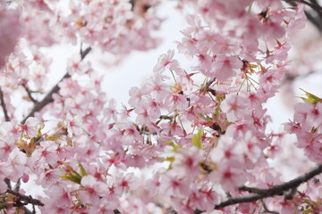 Fototapeta premium 春に満開の河津桜