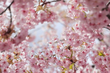 Obraz premium 春に満開の河津桜