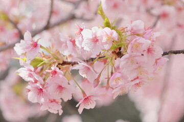 春に満開の河津桜