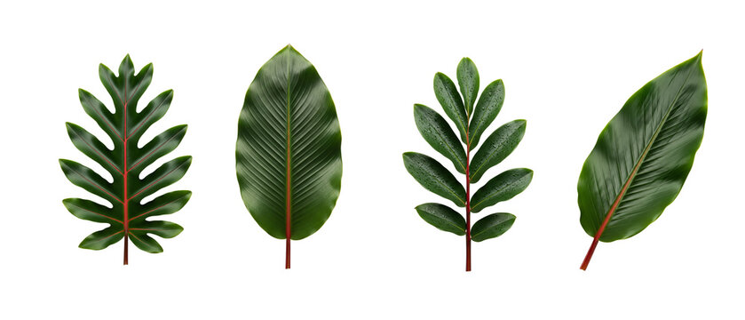 Collection of Four Distinct Green Leaves Isolated on White Background.