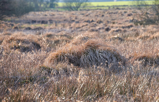 Grass, reed and dry landscape in countryside, cold season and vegetation death for environmental cycle. Farmland, rural field and winter climate for plant dormancy in nature, meadow and ecology