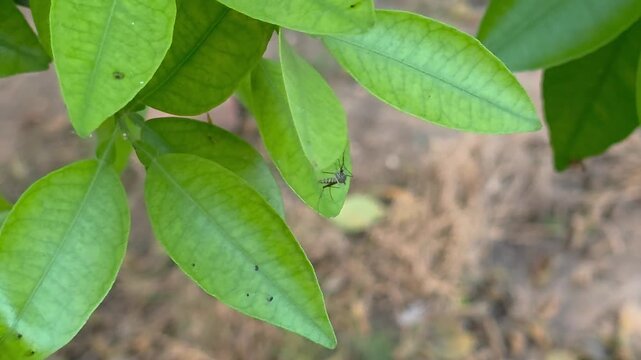 Macro footage of a citrus psyllid (Diaphorina citri), a small insect considered a significant pest for citrus plants, resting on a leaf.