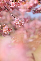 Obraz premium 春に満開の河津桜