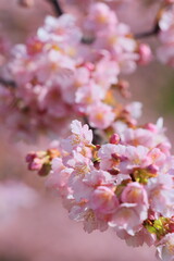春に満開の河津桜