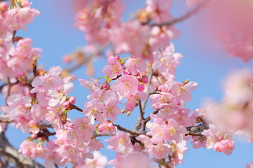 春に満開の河津桜