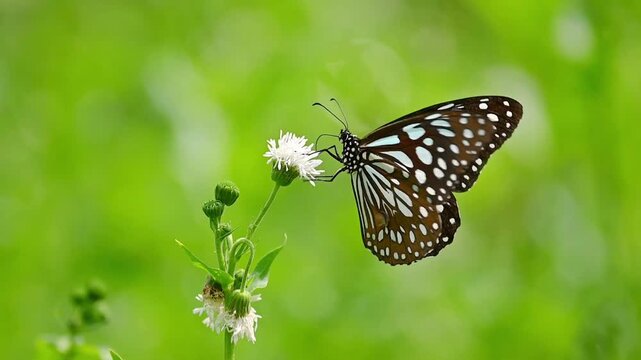 A dark butterfly with light blue and white spots in slow motion, first flying away and then another arrives to rest on a white flower, surrounded by soft blurred green leaves in a calm garden scene