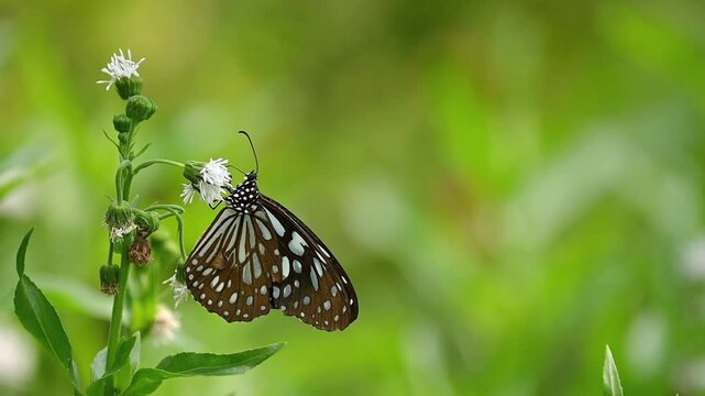Two dark butterflies with light blue and white spots in slow motion, one hovering in flight and the other resting on a white flower, both feeding gently amid soft blurred green leaves