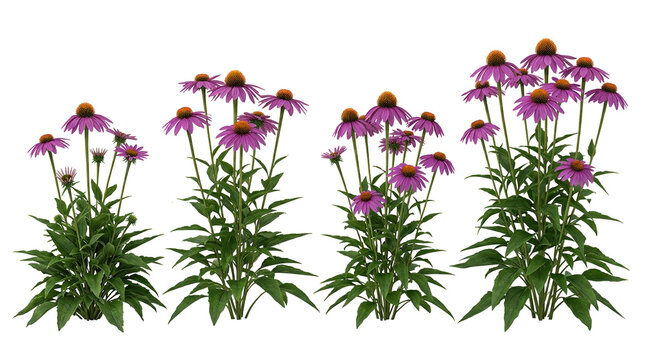 Echinacea purpurea, purple coneflower, black background, flower, herb, medicinal plant, isolated set of four blooming plants with vibrant pink petals and green leaves for design.